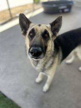 German Shepherd Dog Dogs Available for Adoption in Chula Vista, California - SILLY GOOSE | PetCurious
