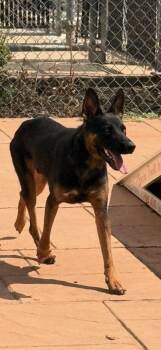 Rescue German Shepherd Dog and Mixed Breed Dogs for Adoption in Shreveport, Louisiana - Bella | PetCurious