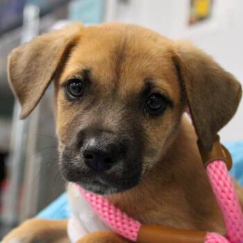 Shepherd Dogs Available for Adoption in South Elgin, Illinois - Cornflake | PetCurious