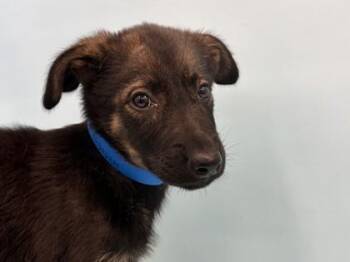 Marlin -  German Shepherd Dog and Mixed Breed Dog for Adoption in Golden Valley, Minnesota - Marlin | PetCurious