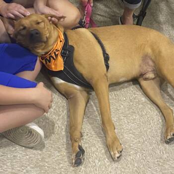 FWT Hank -  Mixed Breed Dog for Adoption in Midland, Texas - FWT Hank | PetCurious