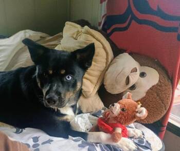 Shelby Dawn -  Australian Kelpie Dog for Adoption in Fayetteville, Arkansas - Shelby Dawn | PetCurious