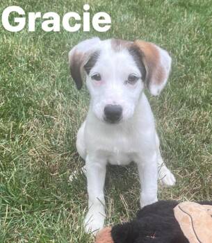 Gracie -  Hound Dog for Adoption in Irwin, Pennsylvania - Gracie | PetCurious