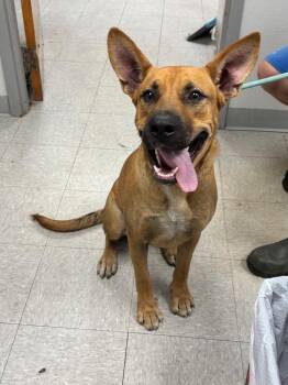 Manta -  Shepherd Dog for Adoption in Sorrento, Louisiana - Manta | PetCurious