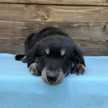 Bedhead -  Border Collie and Great Pyrenees Dog for Adoption in Carencro, Louisiana - Bedhead | PetCurious