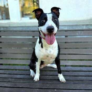 CARPE DIEM -  Pit Bull Terrier and Mixed Breed Dog for Adoption in Long Beach, California - CARPE DIEM | PetCurious