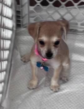 Margarita -  Chihuahua Dog for Adoption in Dallas, Texas - Margarita | PetCurious