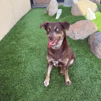 Coco Puff -  Husky and Pit Bull Terrier Dog Available for Adoption in Long Beach, California - Coco Puff | PetCurious