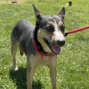 Queen Lee -  Cattle Dog and Mixed Breed Dog for Adoption in Philadelphia, Pennsylvania - Queen Lee | PetCurious