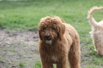Goldendoodle Dogs Available for Adoption in Alafaya, Florida - Harlow | PetCurious