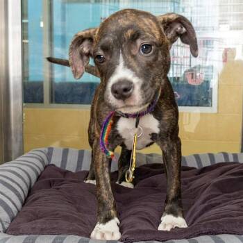 ARTIE -  Pit Bull Terrier and Pointer Dog for Adoption in St. Louis, Missouri - ARTIE | PetCurious