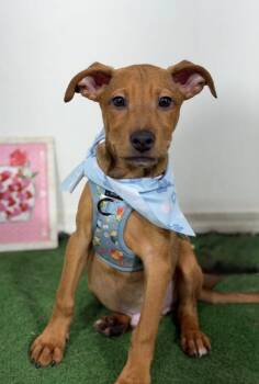 Boo-One of our Amazing Rescue Dogs -  Vizsla and Rhodesian Ridgeback Dog for Adoption in Carlsbad, California - Boo-One Of Our Amazing Rescue Dogs | PetCurious