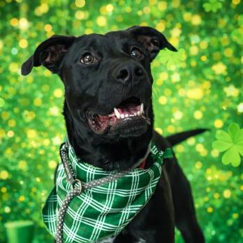 Labrador Retriever Dogs Available for Adoption - Lainy | PetCurious