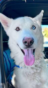 Rescue Husky Dogs for Adoption in Los Angeles, California - Charlie The White Husky Who Steals Hearts!! | PetCurious