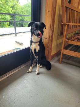 Wilson -  Mixed Breed Dog for Adoption in Lawrenceburg, Tennessee - Wilson | PetCurious