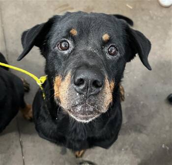 SNIVALVA -  Mixed Breed Dog for Adoption in Dallas, Texas - SNIVALVA | PetCurious