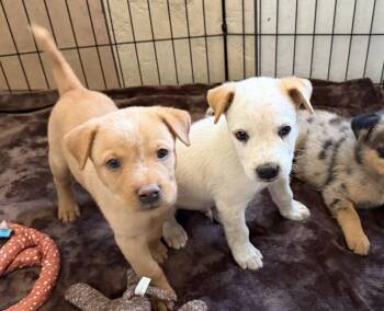 Captain and Cadet -  Australian Cattle Dog Blue Heeler Dog for Adoption in Canutillo, Texas - Captain And Cadet | PetCurious