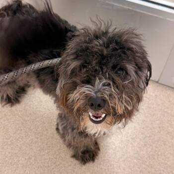Witch Hazel -  Shih Tzu and Mixed Breed Dog for Adoption in Evansville, Indiana - Witch Hazel | PetCurious