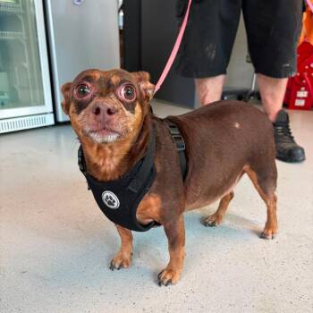 Mixed Breed Dogs Available for Adoption in Huntington, West Virginia - Maggie | PetCurious