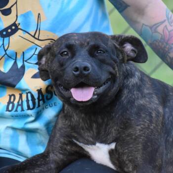 Robyn -  Pit Bull Terrier Dog for Adoption - Robyn | PetCurious