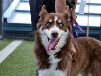 Bulma -  Mixed Breed and Siberian Husky Dog for Adoption - Bulma | PetCurious