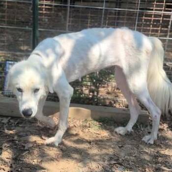 Glimmer -  Great Pyrenees Dog for Adoption in Dover, Arkansas - Glimmer | PetCurious