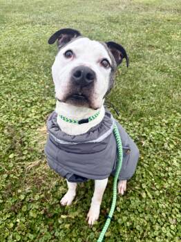 Rescue Pit Bull Terrier Dogs for Adoption in Wooster, Ohio - Cashew | PetCurious