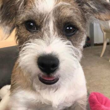 Terrier and Mixed Breed Dogs Available for Adoption in San Francisco, California - Buddy | PetCurious
