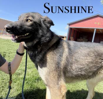 Shepherd Dogs Available for Adoption in Craig, Colorado - Sunshine | PetCurious