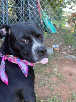 Pippa -  Boxer Dog for Adoption in Winnsboro, South Carolina - Pippa | PetCurious