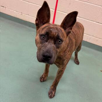 Mixed Breed Dogs Available for Adoption in Memphis, Tennessee - Ju Ju | PetCurious