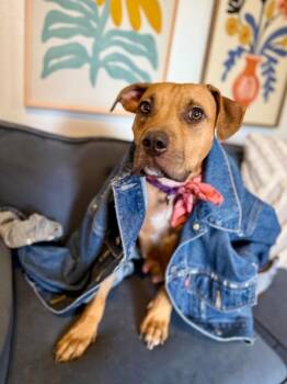 Pit Bull Terrier and Black Mouth Cur Dogs Available for Adoption in Friendswood, Texas - Timber Tenderheart | PetCurious