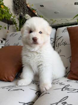 Bonnie -  Siberian Husky Dog for Adoption in Sunrise, Florida - Bonnie | PetCurious
