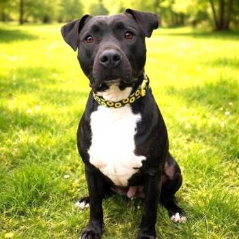 American Staffordshire Terrier Dogs Available for Adoption - Sirius | PetCurious