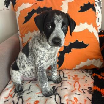 Odis -  Australian Cattle Dog Blue Heeler and Mixed Breed Dog for Adoption in Corpus Christi, Texas - Odis | PetCurious
