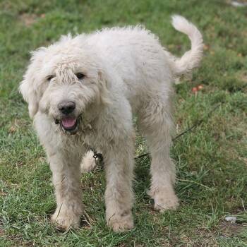 Fluffers D12766 -  Bernese Mountain Dog and Poodle Dog for Adoption - Fluffers D12766 | PetCurious