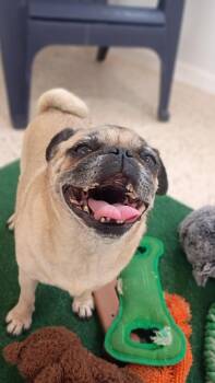 Pug Dogs Available for Adoption - Meet Peggy (Baby) — Your Perfect Little Sidekick | PetCurious