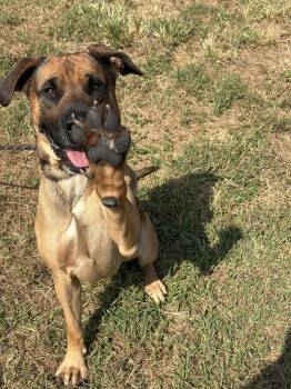 Odie -  Shepherd and Great Dane Dog for Adoption in Dickson, Tennessee - Odie | PetCurious