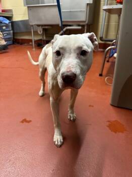 Mixed Breed Dogs Available for Adoption in Douglasville, Georgia - Lady Crane | PetCurious