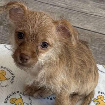 Crumpet -  Chihuahua and Terrier Dog for Adoption in Las Vegas, Nevada - Crumpet | PetCurious