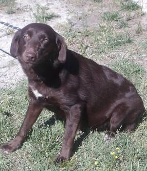 Agave -  Labrador Retriever Dog for Adoption in Gloucester, Virginia - Agave | PetCurious