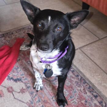 Mixed Breed Dogs Available for Adoption - Mia | PetCurious