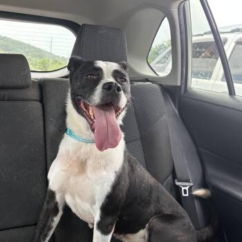 Shayla -  Border Collie and American Staffordshire Terrier Dog Available for Adoption in Roswell, Georgia - Shayla | PetCurious
