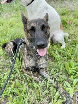 Shepherd and Mixed Breed Dogs Available for Adoption in Fort Worth, Texas - Shimmer | PetCurious