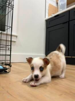 Siete -  Australian Shepherd Dog for Adoption in Grove City, Ohio - Siete | PetCurious