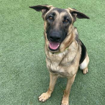 Rescue German Shepherd Dog Dogs for Adoption in Loxahatchee Groves, Florida - Rhylee 0247 AKA Heidi | PetCurious