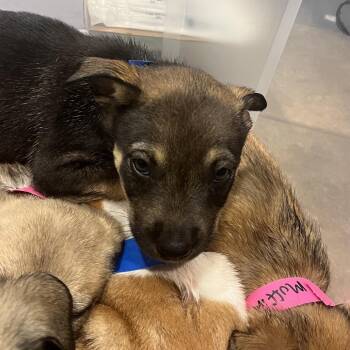 Loaf -  Mixed Breed Dog for Adoption in Chattanooga, Tennessee - Loaf | PetCurious
