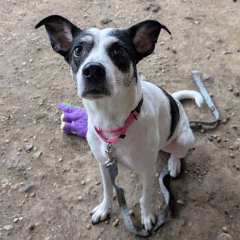 Gracie -  Mixed Breed Dog for Adoption in Philadelphia, Pennsylvania - Gracie | PetCurious