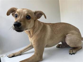 A661024 -  Chihuahua and Mixed Breed Dog for Adoption in Houston, Texas - A661024 | PetCurious