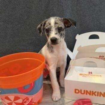 Chihuahua and Mixed Breed Dogs Available for Adoption in Bradenton, Florida - Sprinkles Munchkin | PetCurious